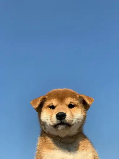 $DOG, the original Shiba Inu puppy mascot against a blue sky